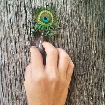 Picture of Eye of a Dreamer / Peacock